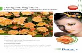 Designer Begonia! VERBETERD...Designer Begonia! Begonia tuberhybrida F 1 Illumination® Apricot Shades Hogere kiempercentage Overdekt met geheel gevulde bloemen voor een waterval van