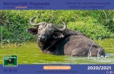 Afrikaanse buffel - Kazinga Channel 2020/2021 · In 1997 startte Bart Munting als touroperator gespecialiseerd in Oeganda. Ondertussen is Habari Travel uitgegroeid tot één van de