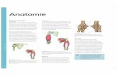 Drukbestand Compenium Geneeskunde - Deel 3 - 2e …...ORTHOPEDIE // 174 Anatomie Bovenste extremiteit Schouder De schouder is een complex gewricht, dat van alle gewrichten de grootste