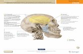 Kauwspieren 8 Atlas: zie 43–45kellebeek.net/afy/hoofdstukken/H.ST.2 Hoofd.pdf · 2.Ac Spieren van het hoofd (kauwspieren). Oorsprong op de ossa parietale, temporale, zygomaticum,