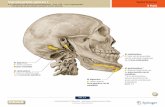 Suprahyoïdale spieren Suprahyoïdale spieren 1 Spiertrainer ...kellebeek.net/afy/hoofdstukken/H.ST.3 Hals.pdf · 3.B Halsspieren die tot het hoofd behoren – mm. colli – mm. suprahyoidei.