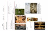 35.000-10.000 v. Chr. - WordPress.com · 2013-12-16 · GRIEKSE BOUWKUNST. 1900 v.Chr. Ioniërs (oudste stamgroep grieken) Doriers: laatste Griekse stam die vanuit het noorden het