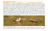 DE DISTELVINK - Werkgroepen Europese Vogels DISTELVINK.pdf · Carduelis c. parva die ook te vinden is in Portugal, op de eilanden van de Azoren, op Madeira, de Canarische eilanden,
