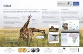 Spagaat LeefgebiedIn de droge tijd blijven giraffen dicht in de buurt van water. omdat zijn voeten stinken! Waarom heeft een giraf een lange nek? bij de blaadjes in het topje van een