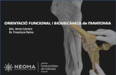 ORIENTAIÓ FUNIONAL i IOMEÀNIA de l’ANATOMIAweb2.udg.edu/ice/doc/pdf/secundaria/anatomia.pdf2. Distribución homogénea de las cargas de compresión sobre la tibia – Triplican