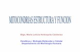 Blga. María Leticia Amésquita Cárdenas Genética y Biología ...s4507431beaf003cb.jimcontent.com/download/version...Hélice anfipatica Reconocida x receptor Aas + Aas. No polares.