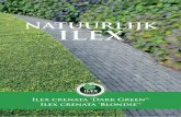 natuurlijk ilex · Natuurlijk Ilex 9 Glooiende vormen voor grote én kleine tuinen 8 Natuurlijk Ilex Bollen en wolken I lex crenata ‘Dark Green’® en Ilex crenata ‘Blondie’®