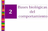 Bases biológicas 2 del comportamientoacademic.uprm.edu/~marion/3001/cap2/pp2.pdf · largo del sistema nervioso por medio del torrente sanguíneo Hormonas –sustancias químicas