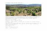 nimrosblog.files.wordpress.com€¦  · Web view2019-06-01 · VI BEÖVER HJÄLP PÅ VÅR VINODLING!. Vinplantorna växer så det knakar. Nu är det tid att binda upp dem, så att