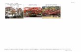 Theme Trees 主題樹 · Codiaeum variegatum Tiger Variegata' Cordyline termina/is Crinum amabife Red' (E, F) Calfiandra haematocepha/a Camellia japonica 'Hyhnd Camellia sinensis