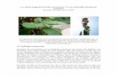 La salvia baguala (Cordia curassavica *): un arbustillo ...guayubira.org.uy/monte/Cordia.pdfaruera, salvia baguala, uva del diablo y helechos”. - En su tesis de 1987, Major y Torighelli