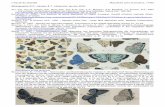 L’Azuré du serpolet Maculinea arion (Linnaeus, 1758 ...diatheo.weebly.com/uploads/2/8/2/3/28235851/maculinea...déterminé une de M. alcon ssp. cruciata Brt. comme d’arion. (…).