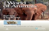 World of Animals - Amazon S3...and release elephants in India for years. Now IFAW’s new partnership in the African nation of Zambia aims to do the same for African orphaned elephants.