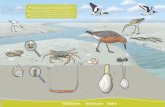Wadbodem Wattboden Vaden - WWF · 2017-01-11 · * Was krabbelt, kriecht und gräbt denn da? 1m und auf dern Watt leben viele kleine Tiere. Bei Ebbe finden Vögel deshalb dort einen