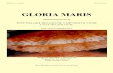 GLORIA MARIS - storage.googleapis.com · Hegedus, 1994), the Atlantic and Gulf coasts and West Indies (Morris, 1973), Bahamas (Redfern, 2001 and 2013) and Brazil (Rios, 1994, 2009).