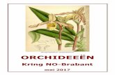 Phragmipedium sargentianum ORCHIDEEËN › images › kringblad › 2017 › ... · 2020-03-22 · TIPS EN TRICKS OP DE WEBSITE In het ledengedeelte van de website vind je voortaan