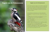 Vogels van de Veluwezoom - veluwezoominbeeld.nl › wp-content › uploads › ... · Ontstaan– en ontwikkeling van vogels De meeste wetenschappers zijn het met elkaar eens dat