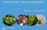Invasieve exoten: Japanse duizendknoop€¦ · Inhoud presentatie Invasieve exoten ... Invasieve exoten dieren, planten en micro-organismen die door menselijk handelen in een nieuw
