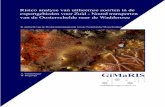 Risico analyse van uitheemse soorten in de exportgebieden ... · Voorkant: Diplosoma listerianum op het Nederlands Continentaal Plat Rapport: Verspreidingskaarten gebaseerd op foto’s