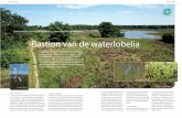 Bastion van de waterlobelia - Landschap Overijssel€¦ · stengel van ongeveer een halve meter; de bloemen zijn 1,5 tot 2 centimeter groot. De waterlobelia staat in ondiep water,