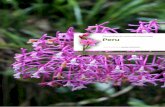 Reisverslag van onze orchideeënjager Peruorchideeen-petrens.be/wp-content/uploads/2020/01/Peru-1.pdf · Wie Peru zegt denkt onmiddellijk aan Machu Picchu, het Titicacameer of de