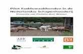 Pilot Kuddewaakhonden in de Nederlandse …...Pilot kuddewaakhonden in de Nederlandse schapenhouderij ARK Natuurontwikkeling – Van Bommel FAUNAWERK 5 SAMENVATTING Sinds eind jaren