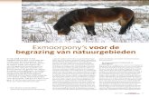 Exmoorpony’s voor de begrazing van natuurgebieden · In mei 2008 stond er in het Vakblad Natuur Bos Landschap een artikel over de Exmoorpony. Toen vermoedde wij al dat Exmoorpony’s