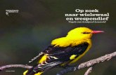 Op zoek naar wielewaal en wespendief › natuurmonumenten › raw › ... · informatiepaneel horeca vogelobservatiepunt Op de overgang van Veluwe naar IJsselvallei ligt landgoed
