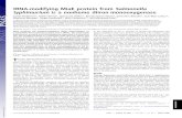 tRNA-modifying MiaE protein from Salmonella typhimuriumis ... · PDF file Ste ´phane Menage*, Serge Gambarelli†, Marc Fontecave*‡, and Mohamed Atta*‡ *Laboratoire de Chimie