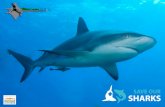 t. Maarten atur SAVE OUR SHARKS Mogelijk gemaakt door … · 2020-03-19 · SAVE OUR SHARKS Mogelijk gemaakt door .NATIONAL" POSTCODE . Created Date: 5/27/2016 11:31:47 AM ...