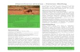 Phacochoerus africanus Common Warthog › wp-content › uploads › 2019 › 02 › 20... · 2019-02-08 · Phacochoerus africanus | 2 The Red List of Mammals of South Africa, Lesotho