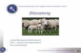 Blauwtong - FAVV-AFSCA€¦ · o Voorwaarden met betrekking tot dieren en transportmiddelen o Bilaterale akkoorden die werden afgesloten met Nederland, Spanje en Italië om de handel