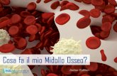 Cosa fa il mio Midollo Osseo? - MDS Foundation · 2019-05-09 · Cosa fa la Mielodosplasia al mio Midollo Osseo? Nelle persone con la Sindrome Mielodisplastica (MDS) il midollo osseo