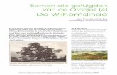Bomen die getuigden van de Oranjes (4) De Wilhemslinde · 2018-11-21 · bijzondere relatie met de Oranje-Nassau familie hebben. Eerder vertelde ik over de ‘echte’ Oranjebomen