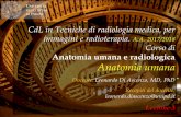 Anatomia umana e radiologica Anatomia umana › leonardo-diascenzo › document › ... · 2020-06-16 · Anatomia umana – A.A. 2017/2018 Docente: Leonardo Di Ascenzo, Md, PhD Una