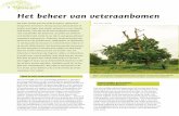 BOS 46 Het beheer van veteraanbomen... · Vlaamse stuk van het Zoniënwoud zijn er bijvoorbeeld al meer dan 7000 bomen dikker dan een meter geteld. In de meeste gevallen gaat het