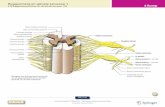 Ruggenmerg en spinale zenuwenkellebeek.net/afy/hoofdstukken/H.4.4 Romp.pdf · 239 4 Ruggenmerg en spinale zenuwen Ruggenmerg 4.78 Ruggenmerg en bouw van de spinale zenuwen. [79] 4.79a–c