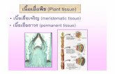 เนือเย้่ือเจริญ (()meristematic tissue)sis.ku.ac.th/wp-content/uploads/2018/08/Plant-tissue.pdf · Simple permanent tissue 2) parenchyma ั ี่ีํั