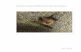 Bijlage. Soortenbeschermingsprogramma voor vleermuizen … · 2018-09-26 · 1.1.10 Ingekorven vleermuis (Myotis emarginatus) ... 1.1.17 Tweekleurige vleermuis (Vespertilio murinus)