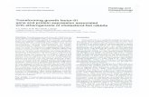 Doc2 - 國立臺灣大學homepage.ntu.edu.tw/~anatomy/teacher/Chen Yuh Lien/Bata_paper/… · 423 TGF-BI in atherogenesis hybridization, sections were washed at 42 oc twice in 2xSSC,