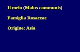 Il melo (Malus communis) Famiglia Rosaceae Origine: Asia · 2012-07-30 · MELO Gal Mus Hi Early Jonagold Gol en B Sm thee I perat re Da lago S ayma Red Red uii Bra urn G anny mith