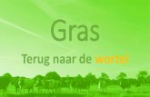 Gras - maken.wikiwijs.nl beworteling v2.pdf · → betere benutting → hogere opbrengst •Meer wortels •Diepere beworteling. ... Bodemstructuur. Opbouw organische stof •50 tot