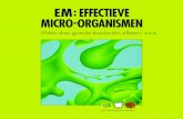 EM : EffEctiEvE Micro -organisMEn brochure5.pdf · 2019-01-11 · EM is de afkorting voor Effectieve Micro-organismen. Met een actief mengsel van menslievende micro-organismen maak