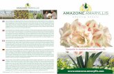  · 2018-09-14 · Rijksstraatweg 28, 3237 LR Vierpolders, Mob: 06-51563126, info@amazone-amaryllis.com, Specialist in double-flowered amaryllis Amazone Amaryllis heeft een bijzonder