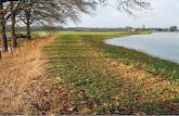 Landschap 35(1)...Landschap 2018/1 15Foto aat Barendregt. Overstroming van de IJssel iets ten noorden van Ruïne De Nijenbeek (Voorst). Landbouw en natuur stellen specifieke eisen