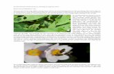2017-08-25 De Wiershoeck-Kinderwerktuin, dinsdag 22 ... 22 17.pdf · De volgroeide rupsen spinnen een losse cocon, vaak tussen bladeren of op een takje, waarin zij hun lichaamsharen