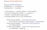 Phylum APICOMPLEXA Klasse SPOROZO(E)A • Kleine ...tdeprez/Practicum/Theorie_test/kan1/Dierkun… · • micronucleus regelt de vermenigvuldiging • macronucleus regelt de groei