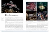 Spookfluitvis. Undercover 17_02 Caleidoscoop .pdf · Het motto “niets aanraken en de aanwezige dieren niet verstoren” draagt ook bij aan het eigen duikplezier. Als duikers zich