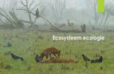 Ecosystemen ecologie waterlab.scalda.nl/pdf/EcologieP09_2.pdf · De eerste en 'hoogste' klasse zijn de 'hokkers', vogels die hun nest op het foerageerterrein hebben. Bij laag water