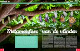 Metamorfose van de vlinder EEN SYMFONIE VAN …weet-magazine.nl/wp-content/uploads/2015/12/Weet-29...1. Op een of andere manier moeten zes korte pootjes veran-deren in lange ranke
